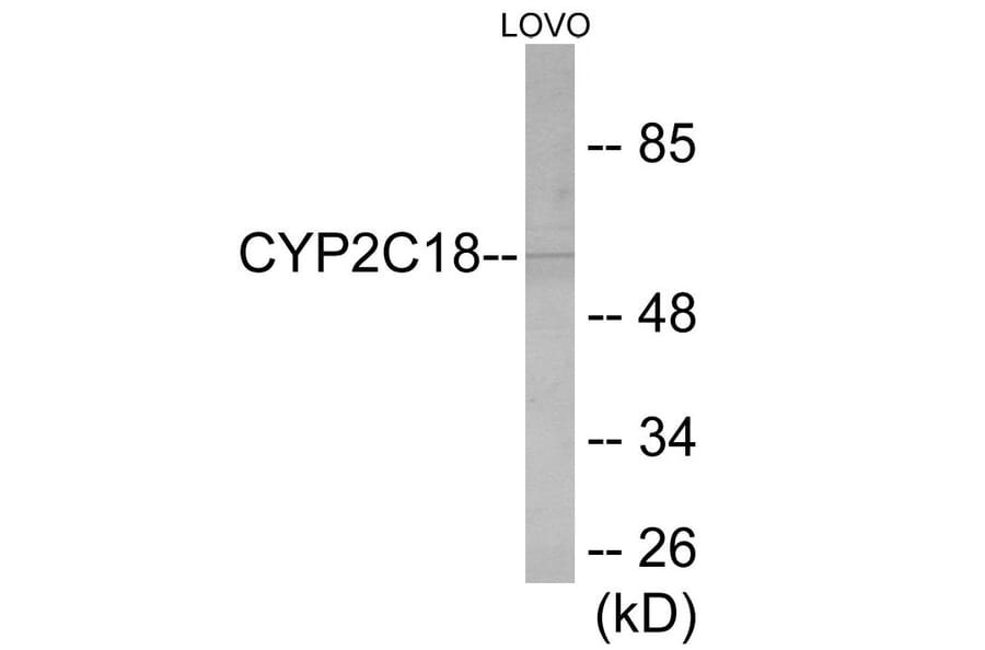 Western Blot - Cytochrome P45 02C8 + 9 + 18 + 19 Cell Based ELISA Kit (CB6129) - Antibodies.com