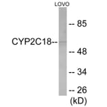 Western Blot - Cytochrome P45 02C8 + 9 + 18 + 19 Cell Based ELISA Kit (CB6129) - Antibodies.com