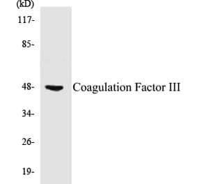Western Blot - Coagulation Factor III Cell Based ELISA Kit (CB5151) - Antibodies.com