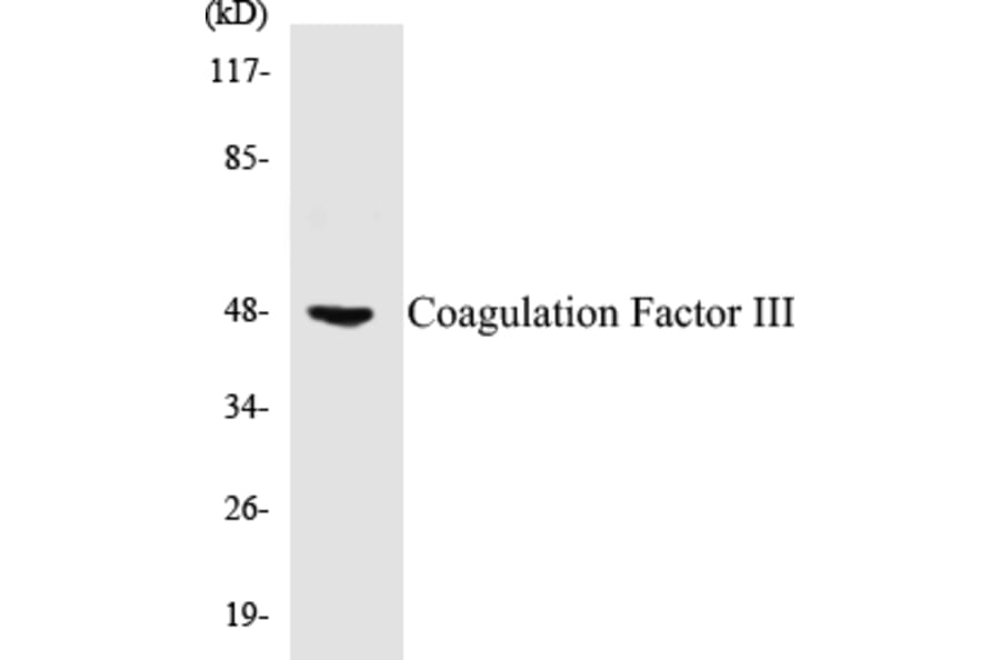 Western Blot - Coagulation Factor III Cell Based ELISA Kit (CB5151) - Antibodies.com