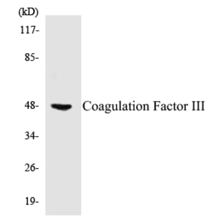 Western Blot - Coagulation Factor III Cell Based ELISA Kit (CB5151) - Antibodies.com