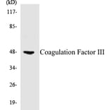 Western Blot - Coagulation Factor III Cell Based ELISA Kit (CB5151) - Antibodies.com