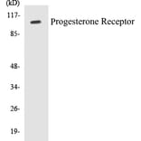 Western Blot - Progesterone Receptor Cell Based ELISA Kit (CB5587) - Antibodies.com