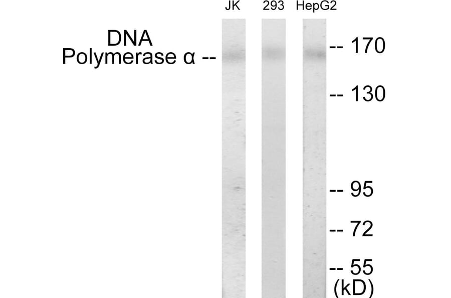 Western Blot - DNA Polymerase alpha Cell Based ELISA Kit (CB5835) - Antibodies.com