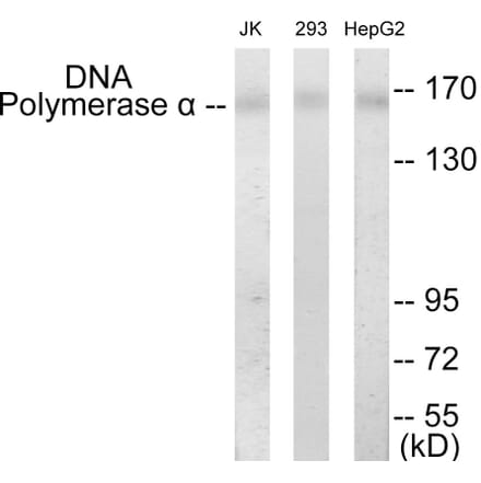 Western Blot - DNA Polymerase alpha Cell Based ELISA Kit (CB5835) - Antibodies.com