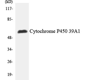 Western Blot - Cytochrome P4502 C19 Cell Based ELISA Kit (CB6130) - Antibodies.com
