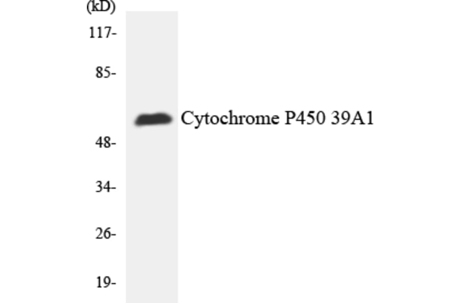 Western Blot - Cytochrome P4502 C19 Cell Based ELISA Kit (CB6130) - Antibodies.com