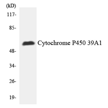 Western Blot - Cytochrome P4502 C19 Cell Based ELISA Kit (CB6130) - Antibodies.com