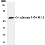 Western Blot - Cytochrome P4502 C19 Cell Based ELISA Kit (CB6130) - Antibodies.com