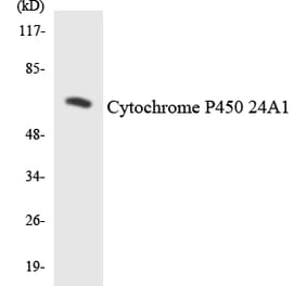 Western Blot - Cytochrome P45 024A1 Cell Based ELISA Kit (CB6124) - Antibodies.com