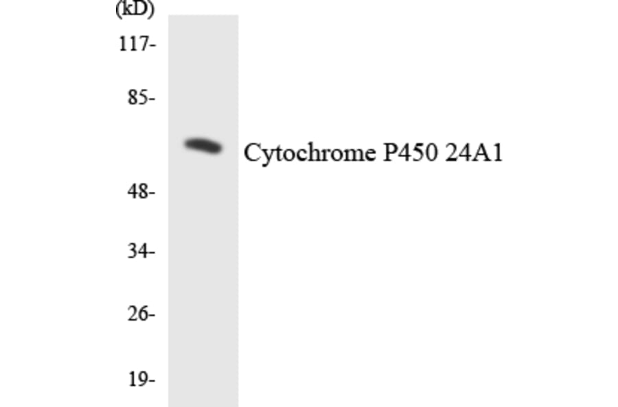 Western Blot - Cytochrome P45 024A1 Cell Based ELISA Kit (CB6124) - Antibodies.com