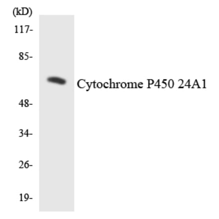 Western Blot - Cytochrome P45 024A1 Cell Based ELISA Kit (CB6124) - Antibodies.com
