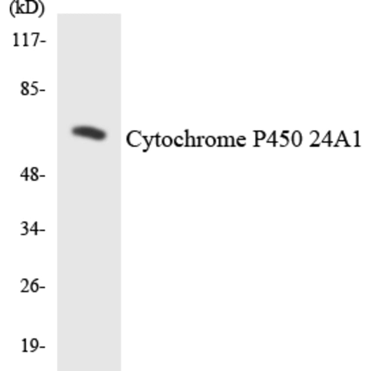 Western Blot - Cytochrome P45 024A1 Cell Based ELISA Kit (CB6124) - Antibodies.com