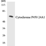 Western Blot - Cytochrome P45 024A1 Cell Based ELISA Kit (CB6124) - Antibodies.com