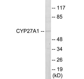 Western Blot - Cytochrome P45 027A1 Cell Based ELISA Kit (CB6126) - Antibodies.com