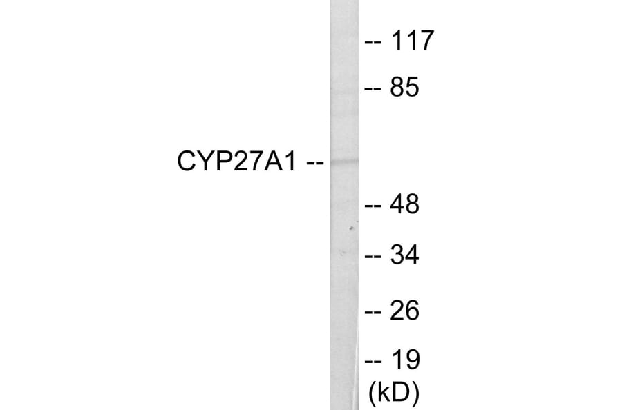Western Blot - Cytochrome P45 027A1 Cell Based ELISA Kit (CB6126) - Antibodies.com