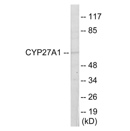 Western Blot - Cytochrome P45 027A1 Cell Based ELISA Kit (CB6126) - Antibodies.com