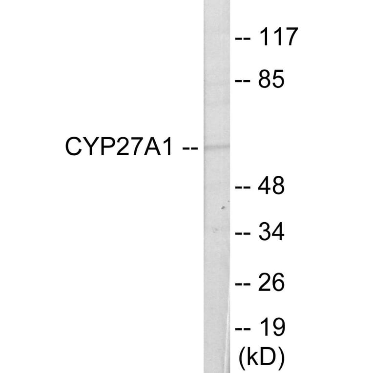 Western Blot - Cytochrome P45 027A1 Cell Based ELISA Kit (CB6126) - Antibodies.com