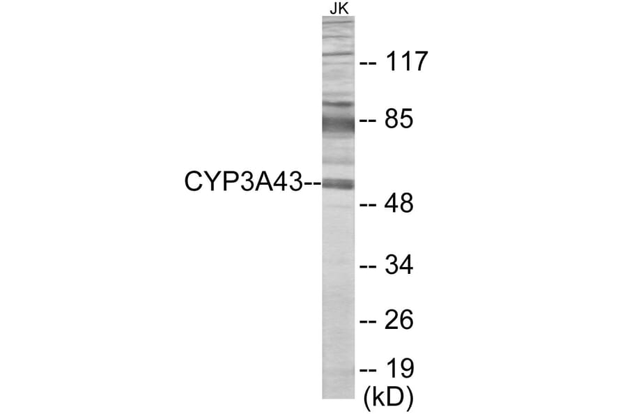 Western Blot - Cytochrome P45 03A43 Cell Based ELISA Kit (CB6138) - Antibodies.com