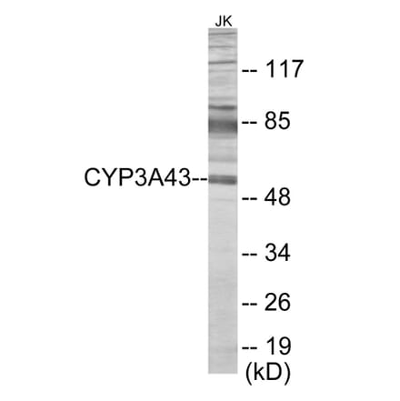 Western Blot - Cytochrome P45 03A43 Cell Based ELISA Kit (CB6138) - Antibodies.com