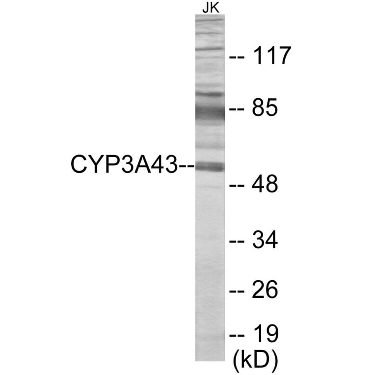 Western Blot - Cytochrome P45 03A43 Cell Based ELISA Kit (CB6138) - Antibodies.com
