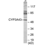 Western Blot - Cytochrome P45 03A43 Cell Based ELISA Kit (CB6138) - Antibodies.com