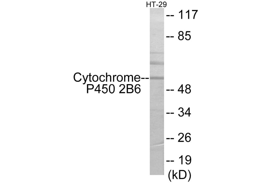Western Blot - Cytochrome P45 02B6 Cell Based ELISA Kit (CB6127) - Antibodies.com