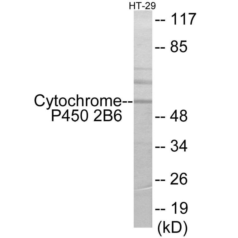 Western Blot - Cytochrome P45 02B6 Cell Based ELISA Kit (CB6127) - Antibodies.com