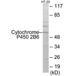 Western Blot - Cytochrome P45 02B6 Cell Based ELISA Kit (CB6127) - Antibodies.com