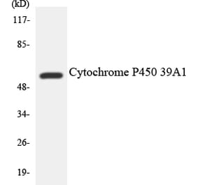 Western Blot - Cytochrome P45 02D6 Cell Based ELISA Kit (CB6131) - Antibodies.com