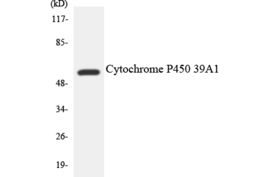 Western Blot - Cytochrome P45 02D6 Cell Based ELISA Kit (CB6131) - Antibodies.com