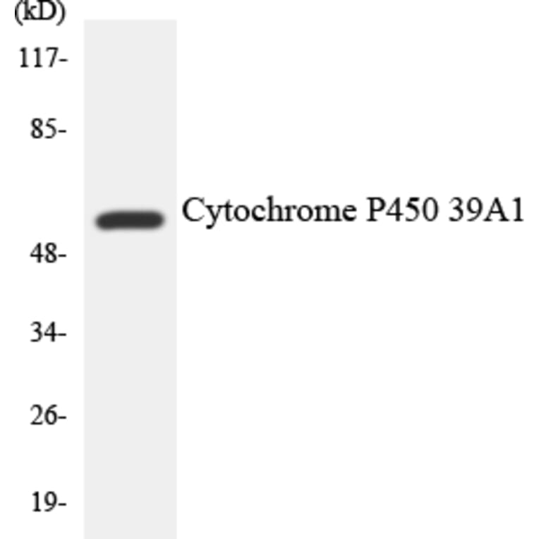 Western Blot - Cytochrome P45 02D6 Cell Based ELISA Kit (CB6131) - Antibodies.com