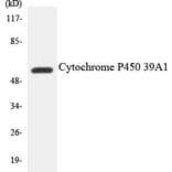 Western Blot - Cytochrome P45 02D6 Cell Based ELISA Kit (CB6131) - Antibodies.com
