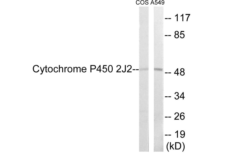 Western Blot - Cytochrome P45 02J2 Cell Based ELISA Kit (CB6133) - Antibodies.com