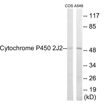 Western Blot - Cytochrome P45 02J2 Cell Based ELISA Kit (CB6133) - Antibodies.com