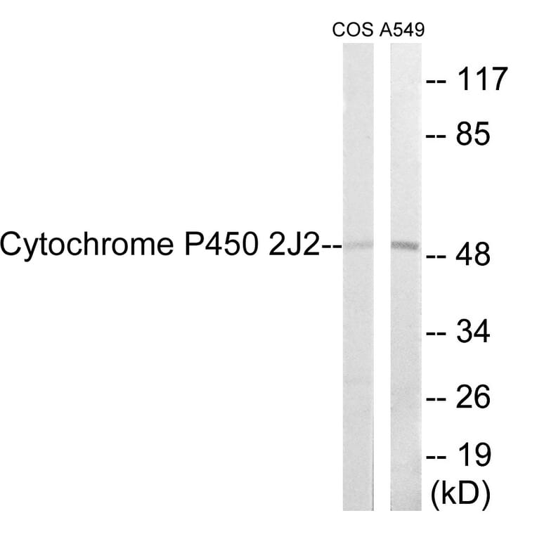 Western Blot - Cytochrome P45 02J2 Cell Based ELISA Kit (CB6133) - Antibodies.com