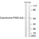 Western Blot - Cytochrome P45 02J2 Cell Based ELISA Kit (CB6133) - Antibodies.com