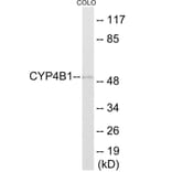 Western Blot - Cytochrome P45 04B1 Cell Based ELISA Kit (CB6141) - Antibodies.com