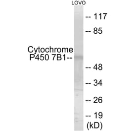 Western Blot - Cytochrome P45 07B1 Cell Based ELISA Kit (CB6144) - Antibodies.com