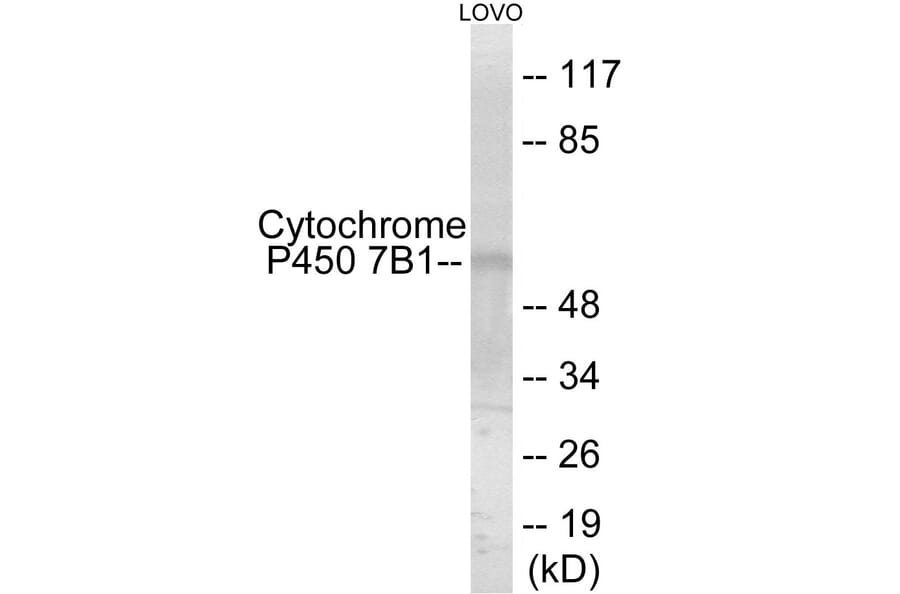 Western Blot - Cytochrome P45 07B1 Cell Based ELISA Kit (CB6144) - Antibodies.com