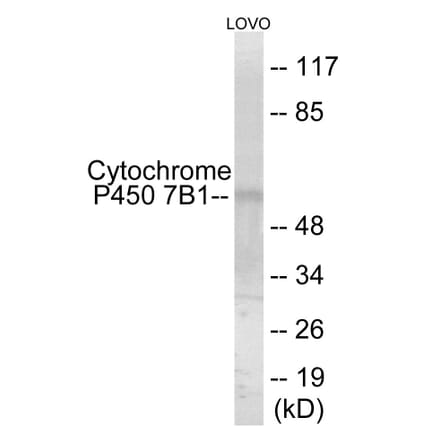 Western Blot - Cytochrome P45 07B1 Cell Based ELISA Kit (CB6144) - Antibodies.com