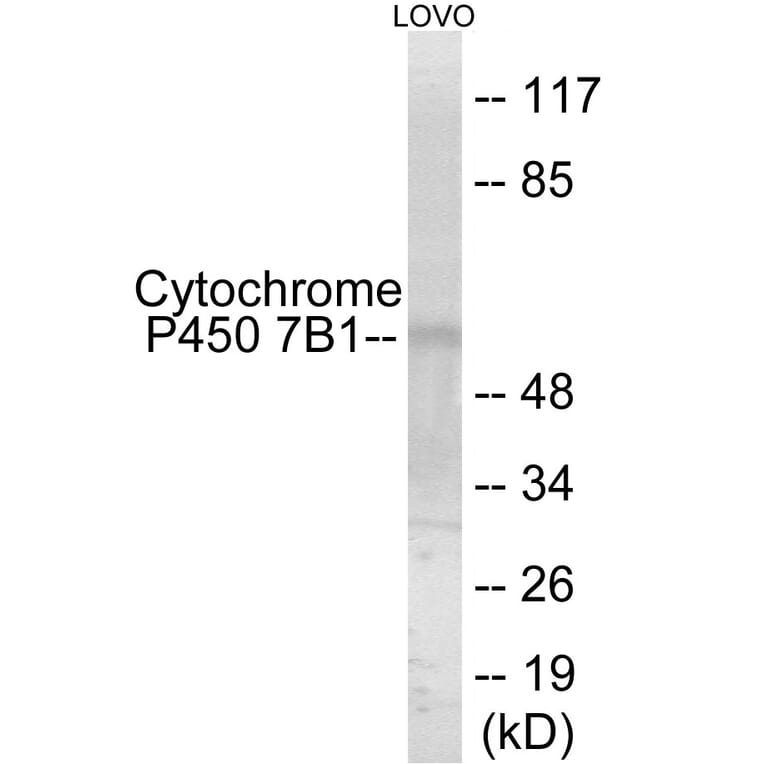 Western Blot - Cytochrome P45 07B1 Cell Based ELISA Kit (CB6144) - Antibodies.com
