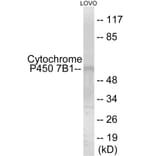 Western Blot - Cytochrome P45 07B1 Cell Based ELISA Kit (CB6144) - Antibodies.com