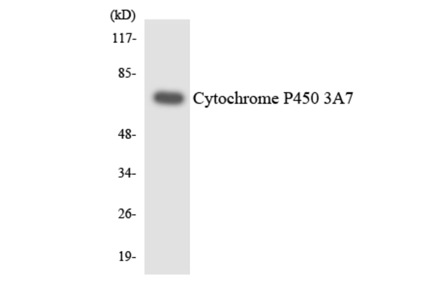 Western Blot - Cytochrome P45 03A7 Cell Based ELISA Kit (CB6145) - Antibodies.com