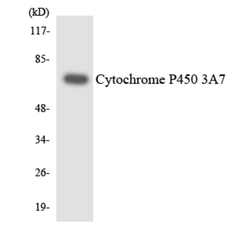 Western Blot - Cytochrome P45 03A7 Cell Based ELISA Kit (CB6145) - Antibodies.com