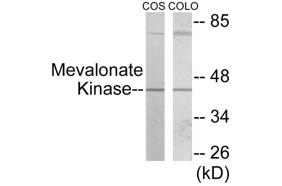 Western Blot - Mevalonate Kinase Cell Based ELISA Kit (CB5956) - Antibodies.com