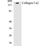 Western Blot - Collagen alpha I Cell Based ELISA Kit (CB5153) - Antibodies.com