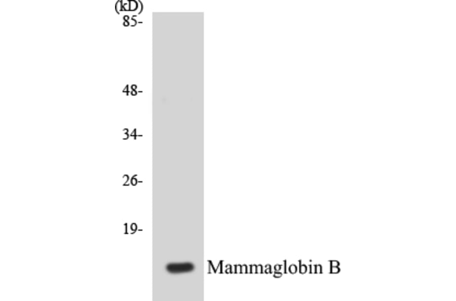 Western Blot - Mammaglobin B Cell Based ELISA Kit (CB5422) - Antibodies.com
