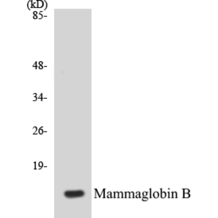 Western Blot - Mammaglobin B Cell Based ELISA Kit (CB5422) - Antibodies.com