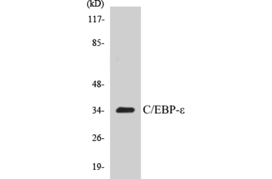 Western Blot - CEBP epilson Cell Based ELISA Kit (CB5084) - Antibodies.com